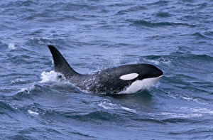 Male Killer whale (Orcinus orca) surfacing, with eye clear of the water Male Killer whale (Orcinus orca) surfacing, with eye clear of the water