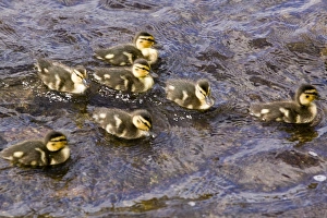 Mallard ducklings Mallard ducklings