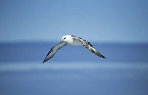Manx shearwater (Puffinus puffinus) taking off. Hebrides, UK Manx shearwater (Puffinus puffinus) taking off. Hebrides, UK