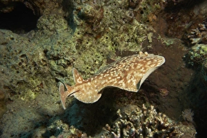 Marbled torpedo ray (Torpedo sinuspersici) moving away across the reef. Ras Abu Glaum Marbled torpedo ray (Torpedo sinuspersici) moving away across the reef. Ras Abu Glaum