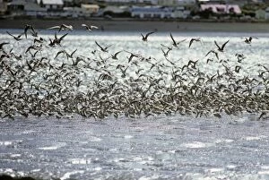 Hudsonian Godwit Gallery: Mass of Hudsonian godwits taking off from the mud flats at Rio Grande. (Limosa haemastica)