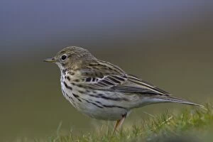 Meadow Pipit (Anthus pratensis) side on portrait while standing in grass. Argyll and the Islands, Scotland