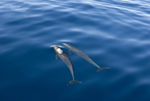 Melon headed whales (Electra dolphin). A melon headed whale blowing bubbles Melon headed whales (Electra dolphin). A melon headed whale blowing bubbles
