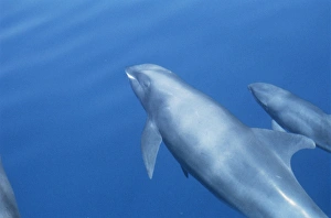 Two Melon headed whales (Peponocephala electra).. South Africa Two Melon headed whales (Peponocephala electra).. South Africa