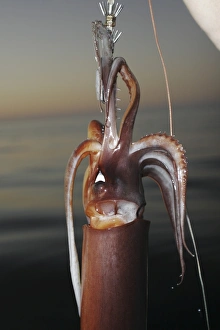 A Mexican fisherman holds up a Jumbo Squid (Dosidicus gigas - also called the Humbolt A Mexican fisherman holds up a Jumbo Squid (Dosidicus gigas - also called the Humbolt