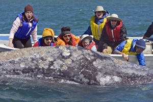 Mexican whalewatchers in pangas and California Gray Whale (Eschrichtius robustus Mexican whalewatchers in pangas and California Gray Whale (Eschrichtius robustus