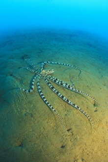 Mimic Octopus (Thaumoctopus mimicus). This species of Octopus is said to be able to mimic other species of animals Mimic Octopus (Thaumoctopus mimicus). This species of Octopus is said to be able to mimic other species of animals