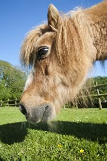 Berrynarbor Gallery: A miniature Shetland pony grazing in a field in Berrynarbor, North Devon, UK