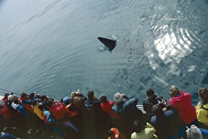 Minke whale (Balaenoptera acutorostrata) spy hopping near a whale-watching boat Minke whale (Balaenoptera acutorostrata) spy hopping near a whale-watching boat