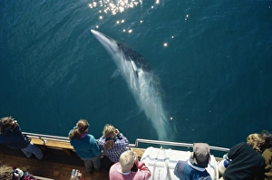 Minke whale (Balaenoptera acutorostrata) associating with North Sailing whale-watching Minke whale (Balaenoptera acutorostrata) associating with North Sailing whale-watching