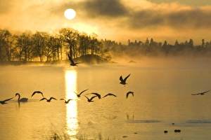 A misty dawn on Lake Windermere in the Lake District UK A misty dawn on Lake Windermere in the Lake District UK