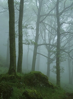 Misty Woodland near Ambleside Lake District UK Misty Woodland near Ambleside Lake District UK
