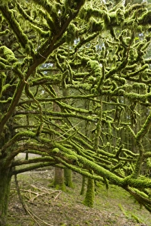 Moss on a woodland tree near Inveraray Scotland Moss on a woodland tree near Inveraray Scotland