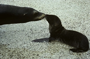 Mother and new born Galapagos sea lion sniffing each other. (Zalophus californianus wollbaeki) Mother and new born Galapagos sea lion sniffing each other. (Zalophus californianus wollbaeki)