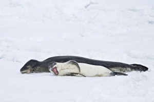 A mother and newborn pup leopard seal (Hydrurga leptonyx A mother and newborn pup leopard seal (Hydrurga leptonyx