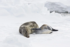 A mother and nursing newborn pup leopard seal (Hydrurga leptonyx A mother and nursing newborn pup leopard seal (Hydrurga leptonyx