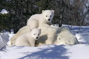 Images Dated 5th March 2004: Mother Polar Bear (Ursus maritimus) with 3 month old cubs near Wapusk Park, northern Manitoba