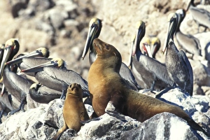 Mother and pup California Sea Lion (Zalophus californianus) hauled out among Brown Pelicans (Pelecanus occidentalis) Mother and pup California Sea Lion (Zalophus californianus) hauled out among Brown Pelicans (Pelecanus occidentalis)