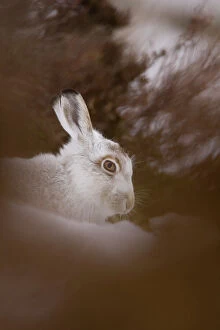 Color Image Gallery: Mountain Hare (Lepus timidus) lying in snow with heather poking through snow