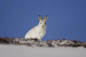 Mountain Hare (Lepus timidus) sitting up in snow with heather poking through snow. highlands, Scotland