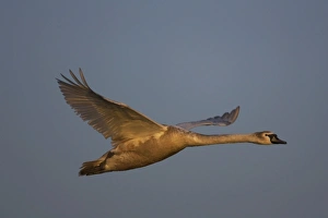 Mute Swan (Cygnus olor), juvenile flying, illuminated by early morning sun Angus Scotland Mute Swan (Cygnus olor), juvenile flying, illuminated by early morning sun Angus Scotland