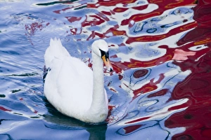 A Mute Swan swimming through colours of a fishing boat reflected in Oban harbour Scotland A Mute Swan swimming through colours of a fishing boat reflected in Oban harbour Scotland