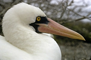 Nazca (white) booby head side on. (Sula granti). Punta Suarez, Espa''ola Island Nazca (white) booby head side on. (Sula granti). Punta Suarez, Espa''ola Island