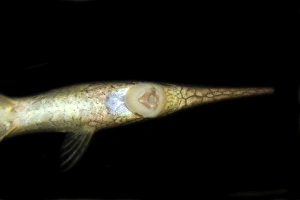 Needle catfish, Farlowella acus, ventral view showing mouth, Manaus, Amazonas, Brazil Needle catfish, Farlowella acus, ventral view showing mouth, Manaus, Amazonas, Brazil