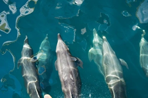 Offshore type bottlenose dolphins (Tursiops truncatus) surfacing in the midriff region of the Gulf of California Offshore type bottlenose dolphins (Tursiops truncatus) surfacing in the midriff region of the Gulf of California