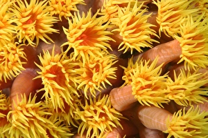 Orange cup coral, Tubastrea faulkneri, open polyps at night, West Escarceo, Puerto Galera Orange cup coral, Tubastrea faulkneri, open polyps at night, West Escarceo, Puerto Galera