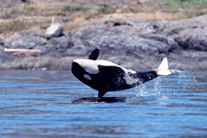 Orca (calf) breaching off San Juan Island. San Juan Islands, Washington Orca (calf) breaching off San Juan Island. San Juan Islands, Washington