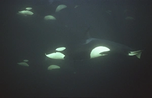 Orca (Orcinus orca). Group swimming in dark water. Water is very dark because the orca Orca (Orcinus orca). Group swimming in dark water. Water is very dark because the orca
