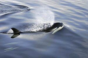 Orca (Orcinus orca) pod surfacing in Chatham Strait, southeast Alaska, USA Orca (Orcinus orca) pod surfacing in Chatham Strait, southeast Alaska, USA