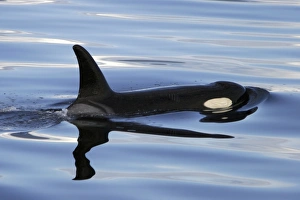 Orca (Orcinus orca) surfacing in Chatham Strait, southeast Alaska, USA Orca (Orcinus orca) surfacing in Chatham Strait, southeast Alaska, USA