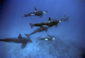 Orcas including adult male underater. (Orcinus orca). Off Punta Espejo, Marchena Island, Galapagos, Ecuador Orcas including adult male underater. (Orcinus orca). Off Punta Espejo, Marchena Island, Galapagos, Ecuador