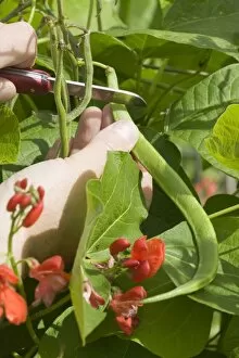 Tasty Gallery: Organic Runner Beans on an allotment in Cumbria UK