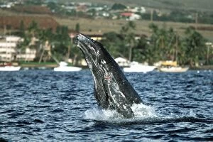 Images Dated 26th October 2003: Pacific humpback whale calf, Megaptera novaeangliae, breaching in the roadstead near Mala Wharf
