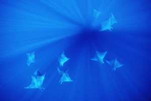 Pacific manta rays aggregate in deep water (mating behavior)'. West Maui, Hawaii, USA Pacific manta rays aggregate in deep water (mating behavior)'. West Maui, Hawaii, USA