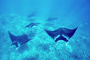 Medium Group Of Animals Gallery: Pacific manta rays over reef in possible mating behavior. West Maui, Hawaii, USA