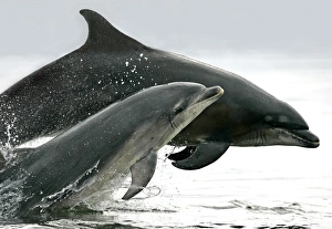 A pair of Bottlenose Dolphins (Tursiops truncatus) breaches from the Moray Firth, Scotland A pair of Bottlenose Dolphins (Tursiops truncatus) breaches from the Moray Firth, Scotland