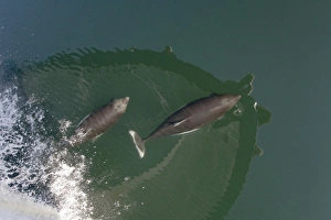 A pair of Dalls porpoise (Phocoenoides dalli) bow riding in Chatham Strait off Baranof A pair of Dalls porpoise (Phocoenoides dalli) bow riding in Chatham Strait off Baranof