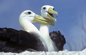 Pair of Waved albatross sitting. Galapagos. (Diomedea irrorata) Pair of Waved albatross sitting. Galapagos. (Diomedea irrorata)