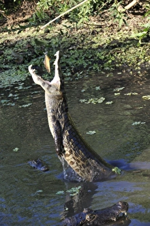 Pantanal caiman, Caiman crocodilus yacare, leaps out of the water and eats a piranha Pantanal caiman, Caiman crocodilus yacare, leaps out of the water and eats a piranha