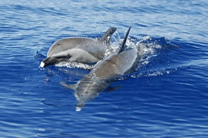 Pantropical Spotted Dolphin (Stenella attenuata) surfacing in the AuAu Channel between Pantropical Spotted Dolphin (Stenella attenuata) surfacing in the AuAu Channel between