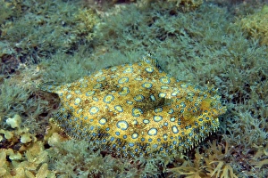Peacock flounder, Bothus lunatus, Fernando de Noronha, Pernambuco, Brazil Peacock flounder, Bothus lunatus, Fernando de Noronha, Pernambuco, Brazil
