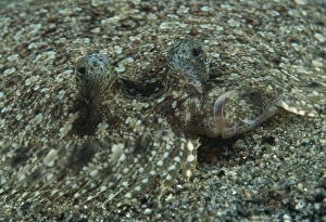 Peacock flounder (Bothus mancus). Indo Pacific Peacock flounder (Bothus mancus). Indo Pacific