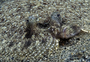 Peacock Flounder, swimming (Bothus mancus). Indo Pacific Peacock Flounder, swimming (Bothus mancus). Indo Pacific