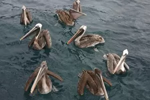 Images Dated 7th January 2006: Pelicans. Galapagos. (RR)