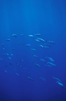 Pilot Fish (Naucrates ductor) school. Azores, Portugal, Atlantic Pilot Fish (Naucrates ductor) school. Azores, Portugal, Atlantic