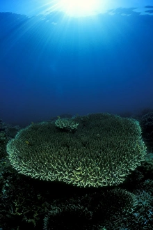 Plate Coral under sun. Gorontalo, Sulawesi, Indonesia Plate Coral under sun. Gorontalo, Sulawesi, Indonesia